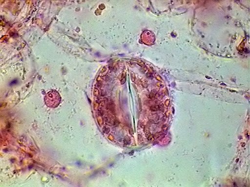 Was ist Eosin? Eine umfassende Einführung in diese wichtige Färbemethode